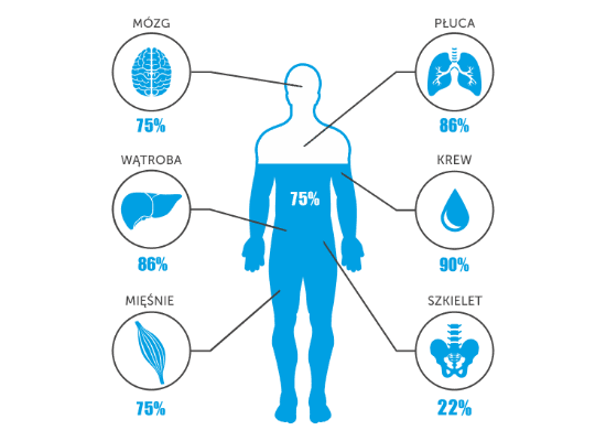 ikonografia narządowa