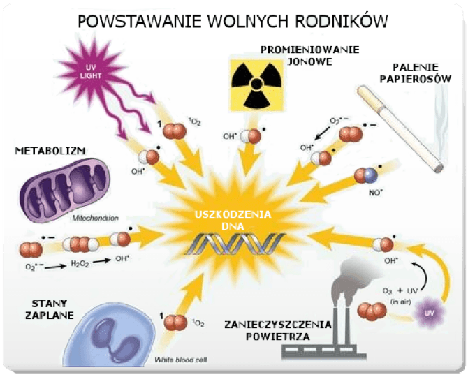 Powstawanie wolnych rodników